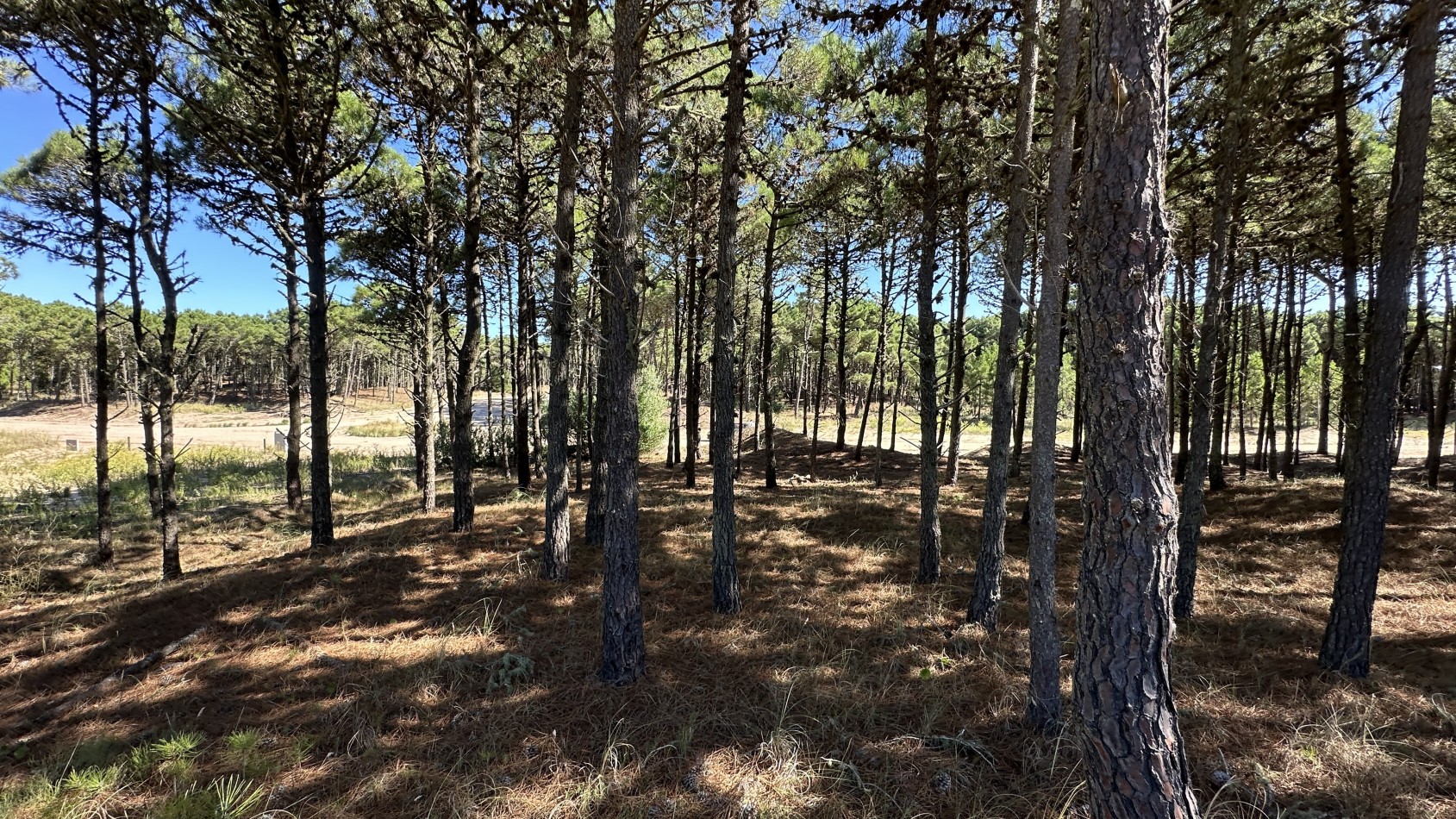 Lote en venta en Pinamar BOSQUES