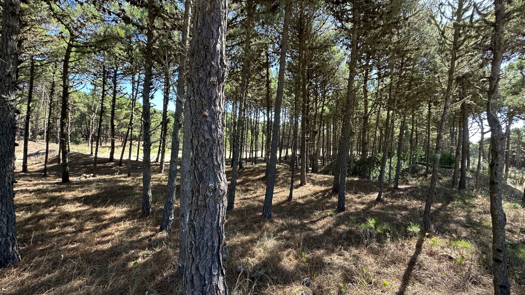 Lote en venta en Pinamar BOSQUES