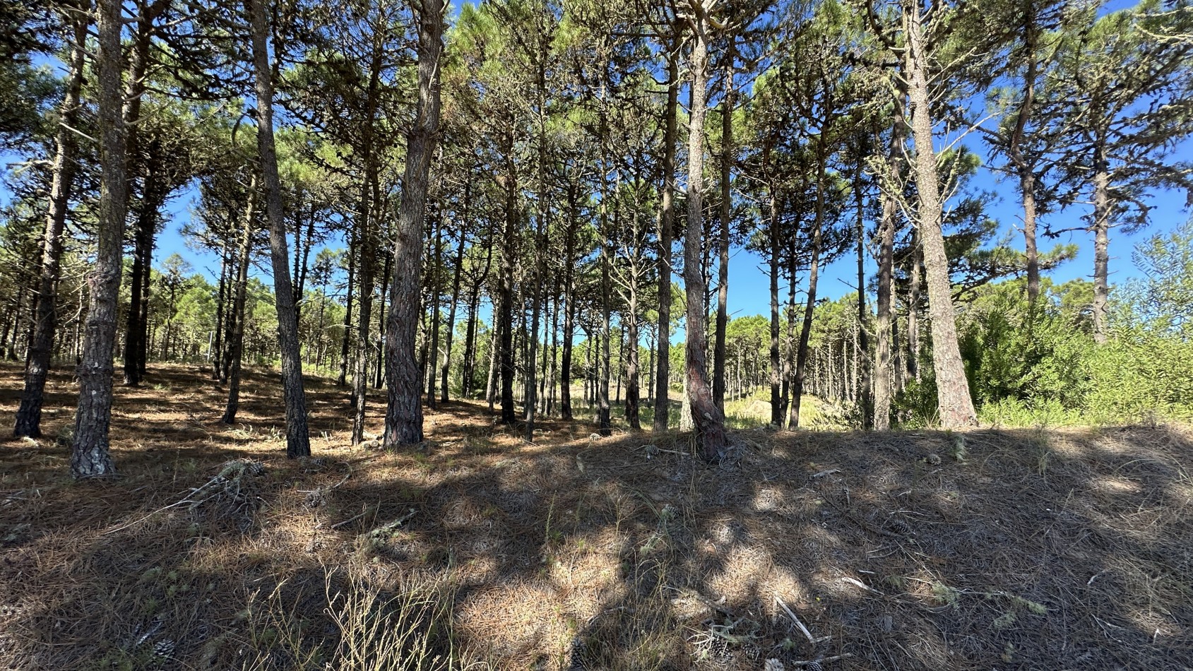 Lote en venta en Pinamar BOSQUES