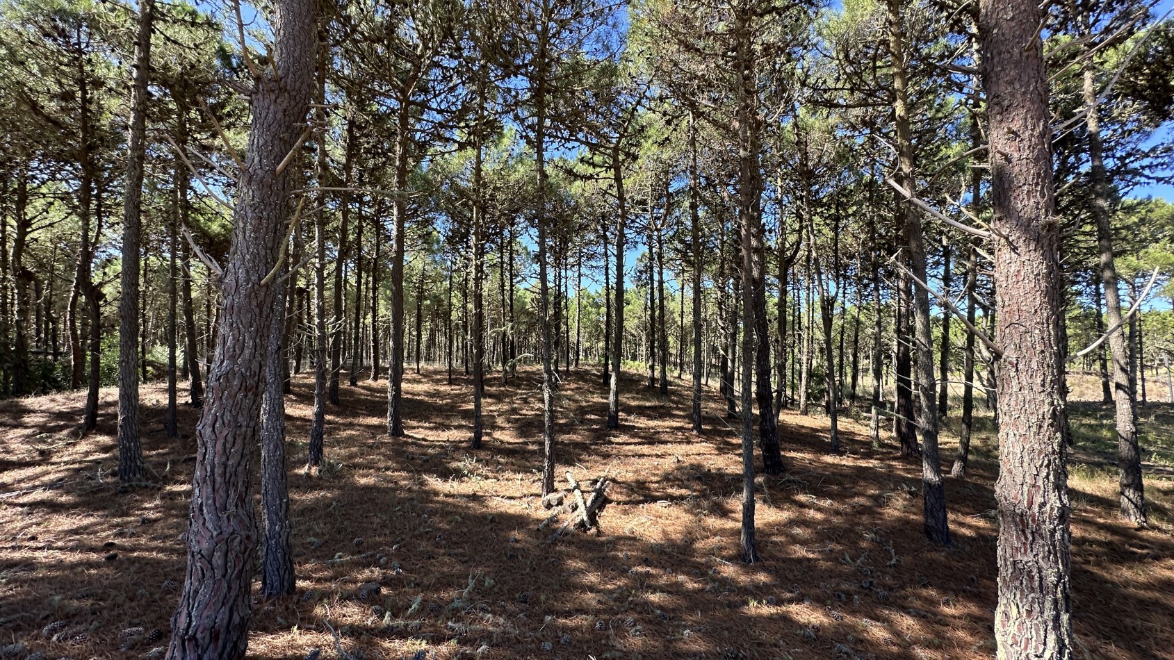 Lote en venta en Pinamar BOSQUES